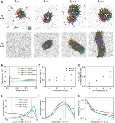 Active Condensation of Filaments Under Spatial Confinement